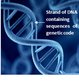 DNA strand.png